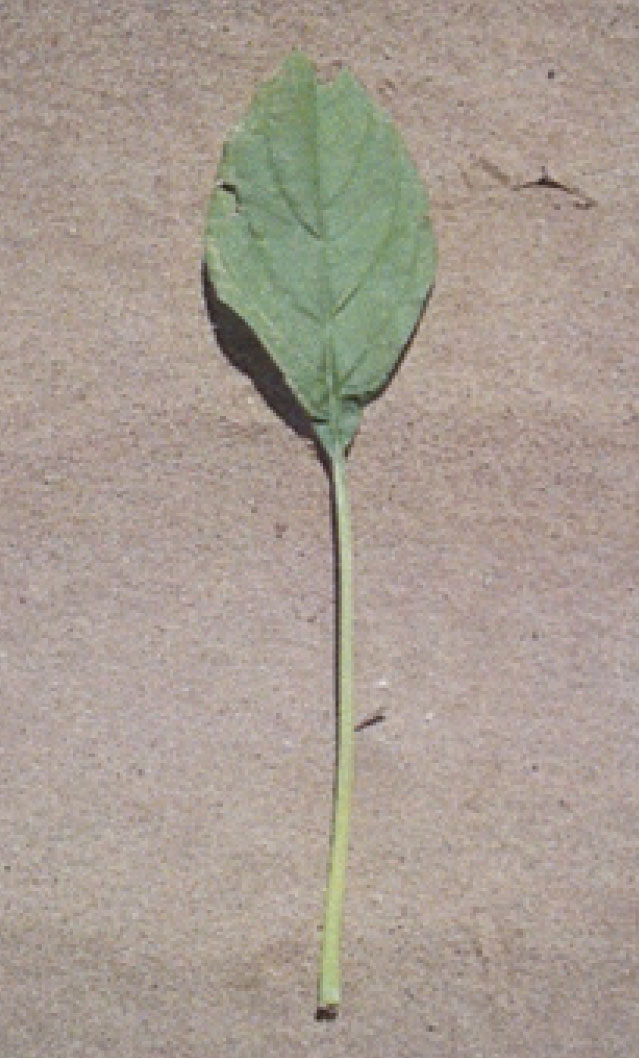 foto_2