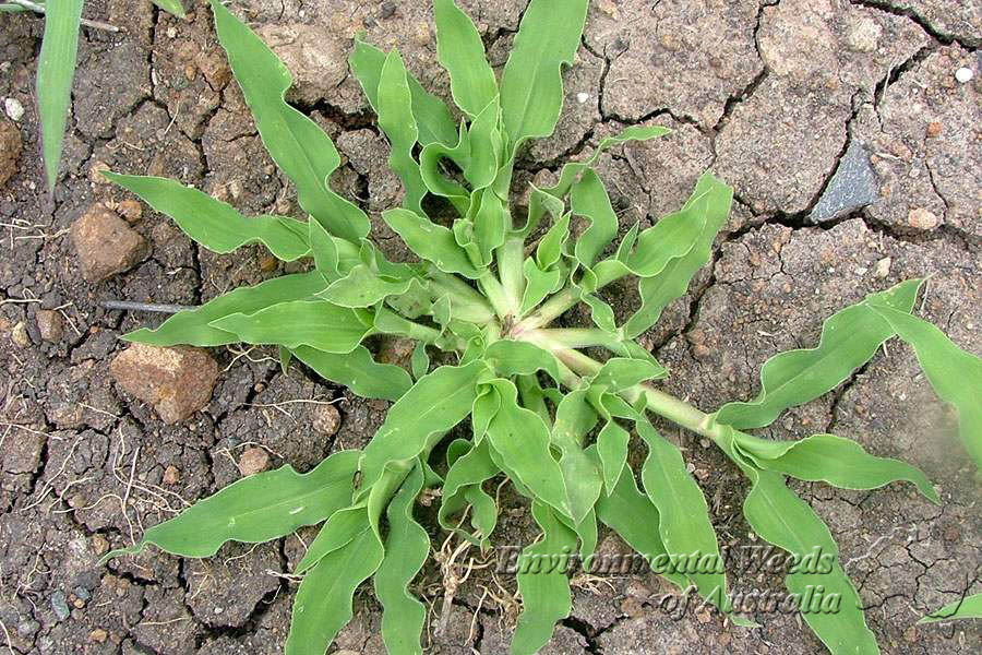 Urochloa panicoides