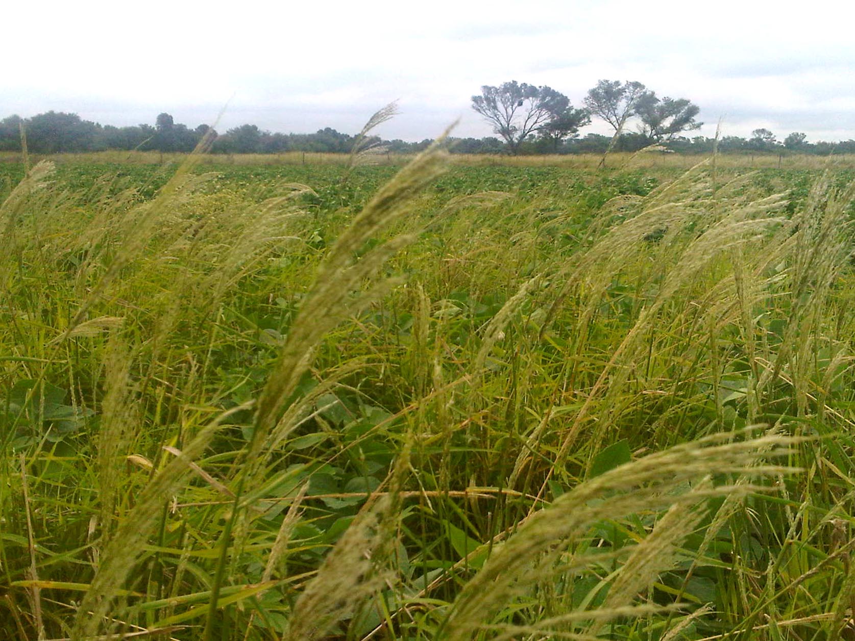 Digitaria insularis2