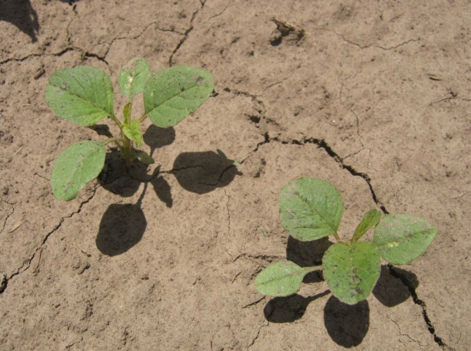Alerta-rojo-Amaranthus-quitensis-Glifo-y-ALS-docx-1