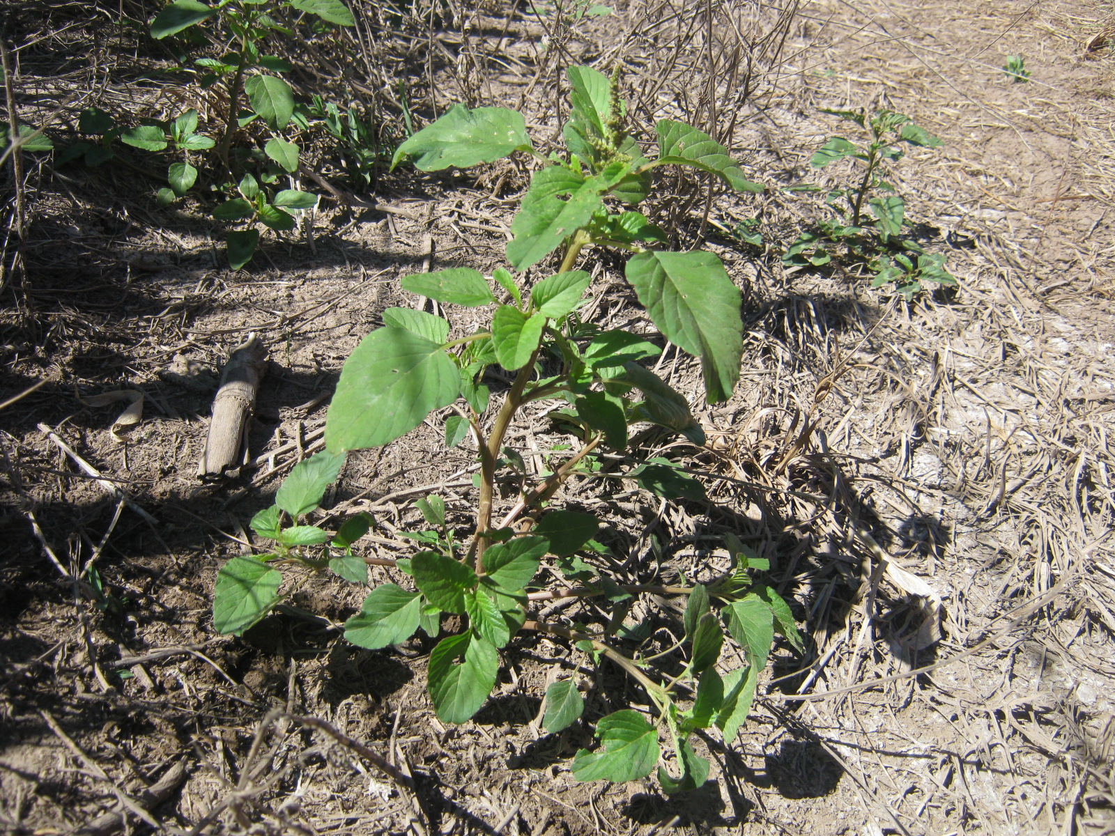 Amaranthus quitensis (1)