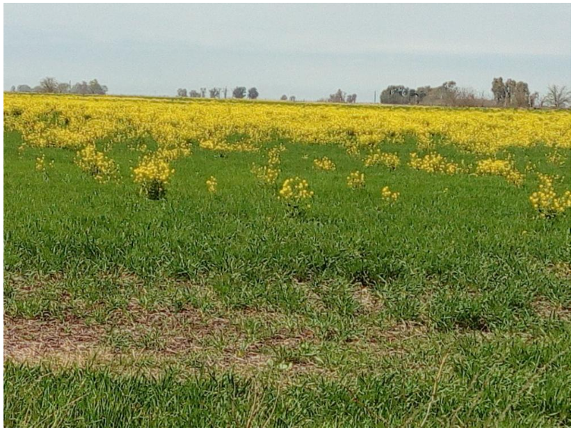 Figura 1, Brassica rapa