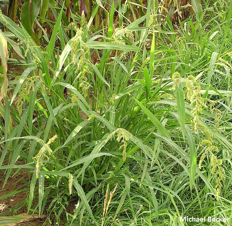 Echinochloa_crus-galli_2006-08-27_14-59-37-p8270051