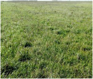 Bromus nota alerta 3