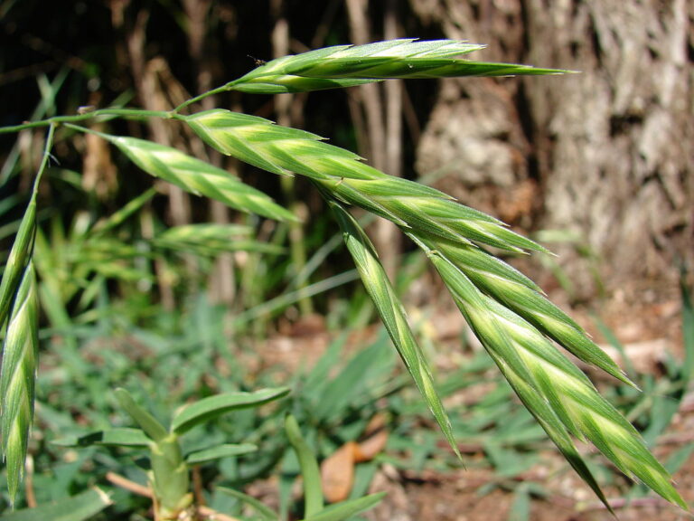 Bromus nota alerta