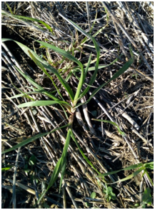 Bromus nota alerta2