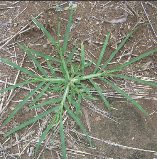 Eleusine indica