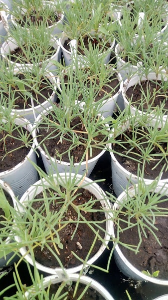 Figura 1- Estado de las plantas al momento de la aplicacio?n de los tratamientos con glifosato-