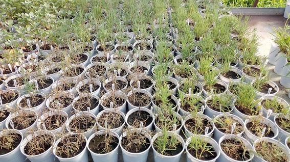 Figura 2- Plantas de Salsola tragus L- susceptibles y resistentes a glifosato-