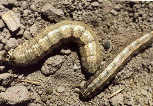 Agrotis sp-