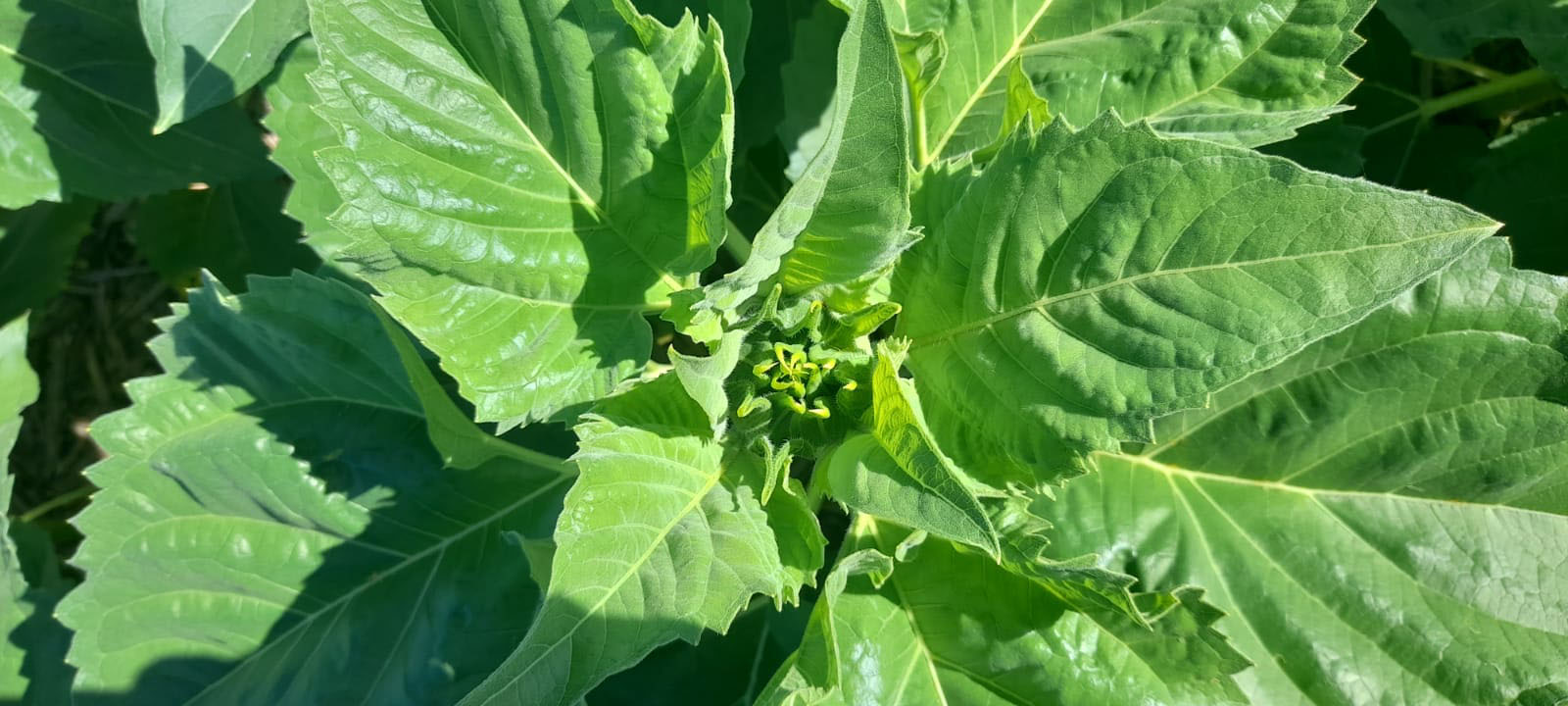Girasol