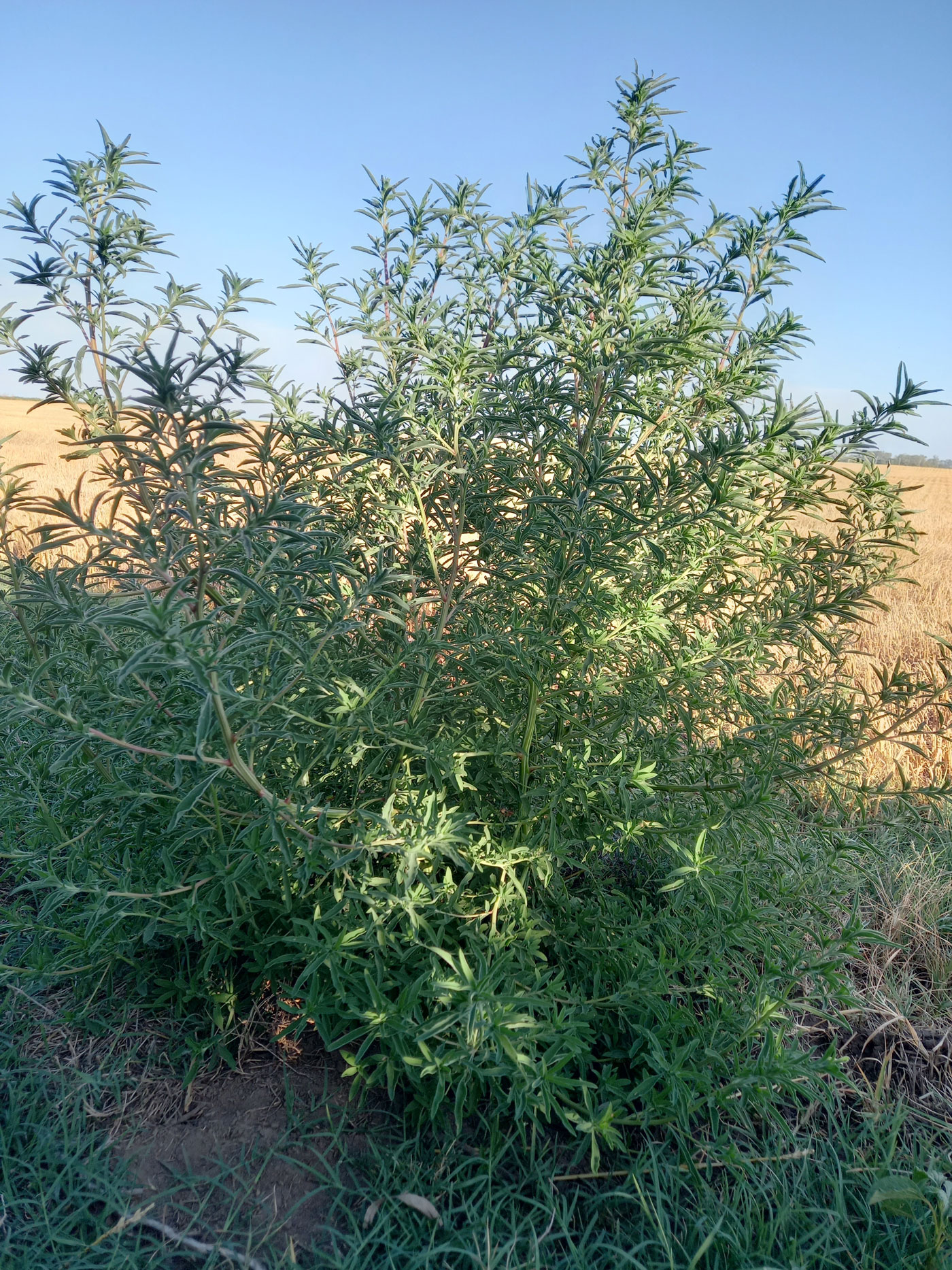 bassia-scoparia-nota