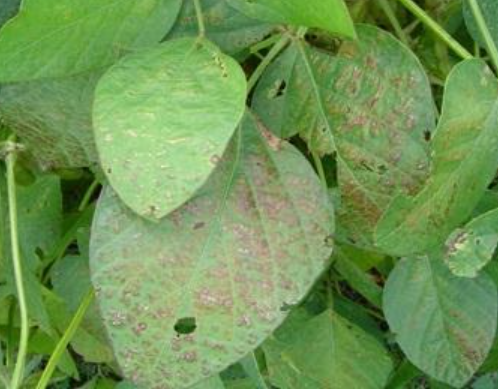 Cercospora kikuchii