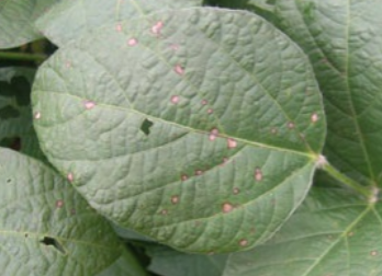 Cercospora sojina