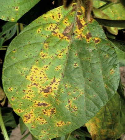 Septoria glycines