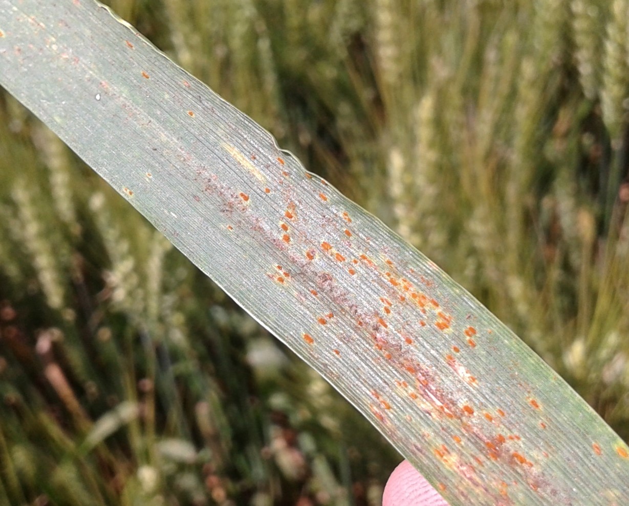 Roya de la hoja del trigo (Puccinia triticina) - Erreguerena INTA