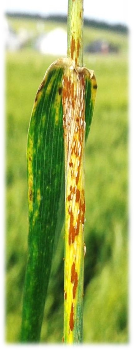 Roya negra o del tallo (Puccinia graminis f sp tritici) - Erreguerena INTA