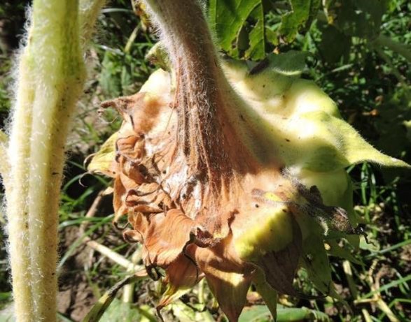 Sclerotinia girasol 28-12