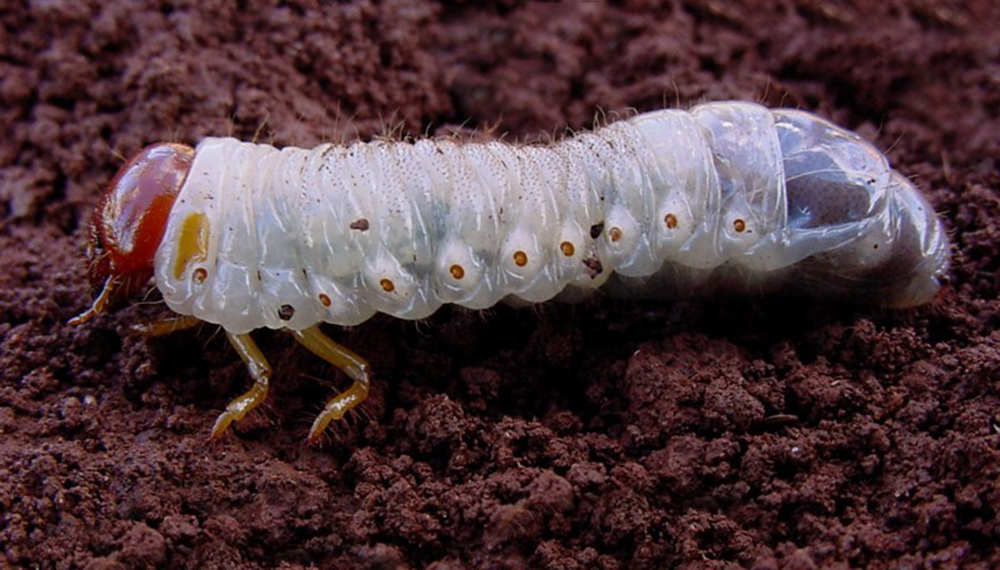 Diloboderusabderus_04