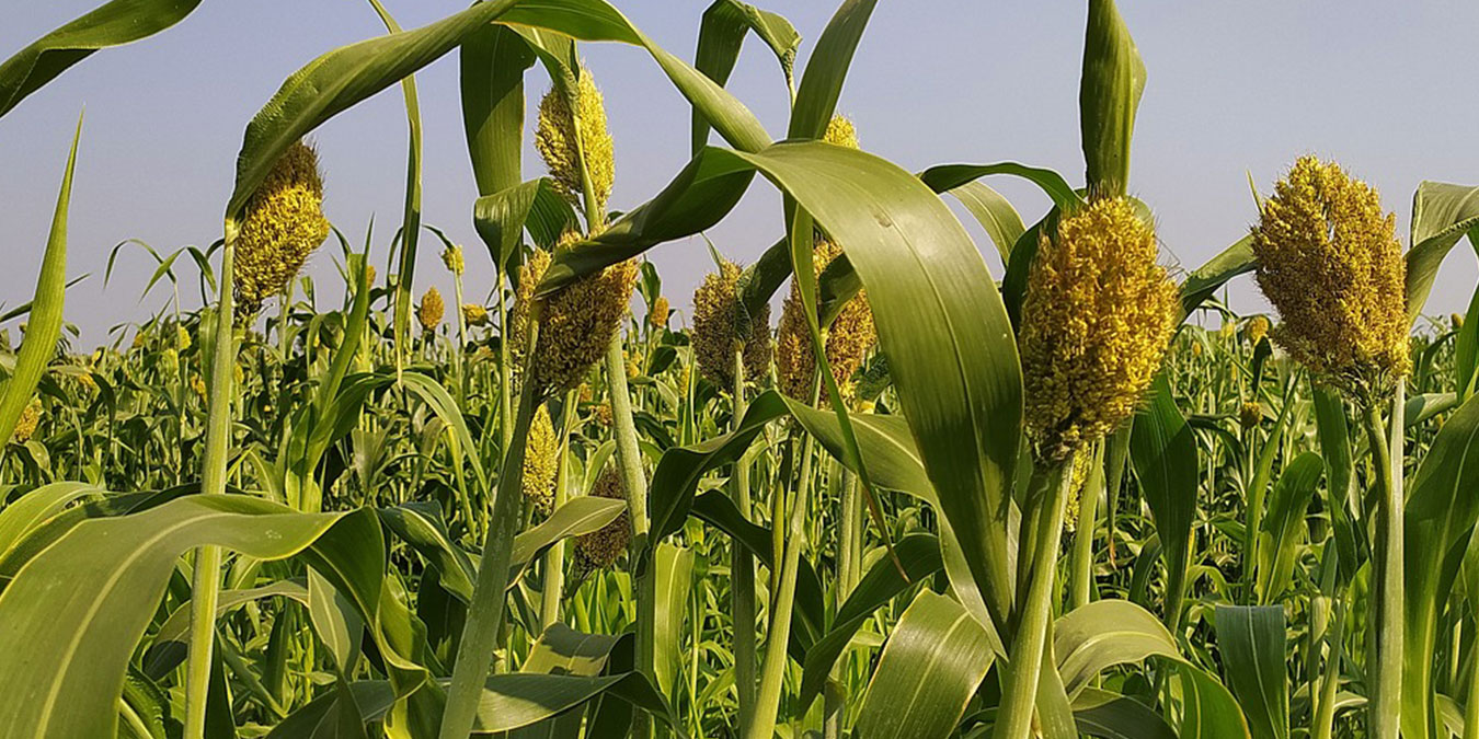 sorgo-rotacion1