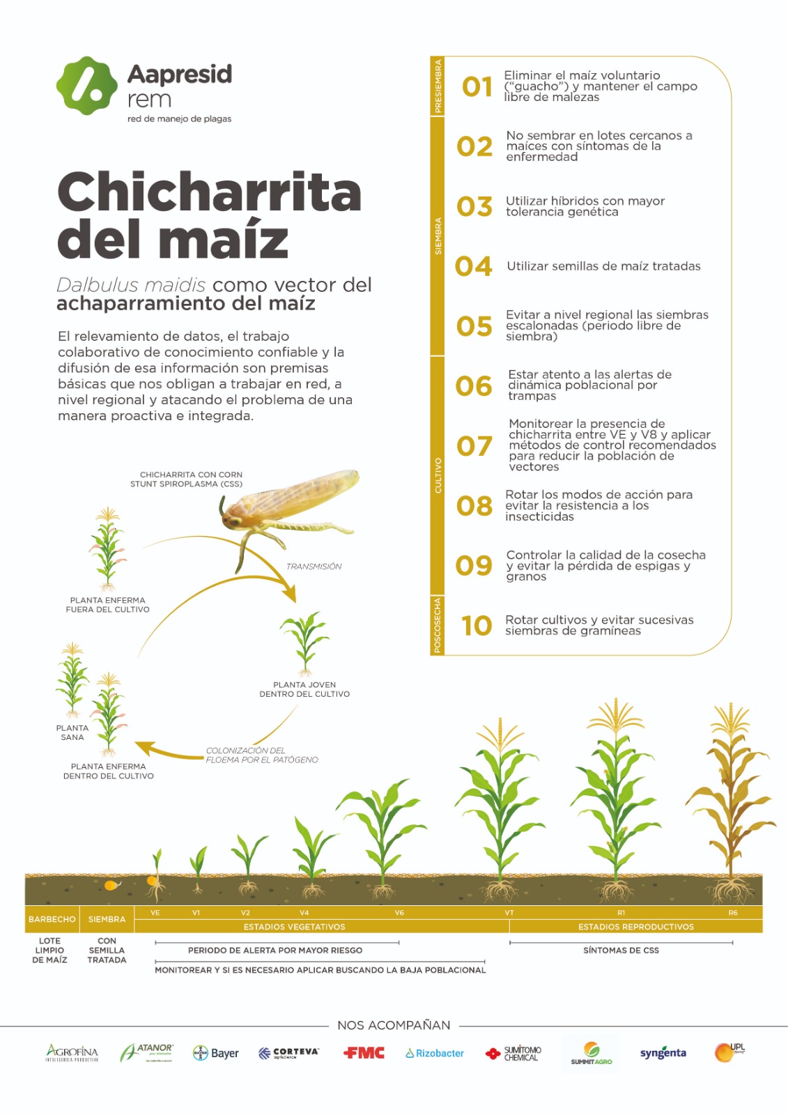 Infografia chicharrita