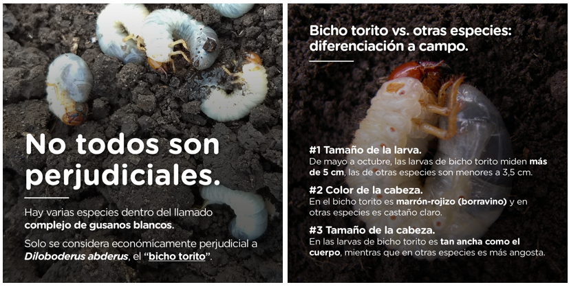 gusano blanco 2