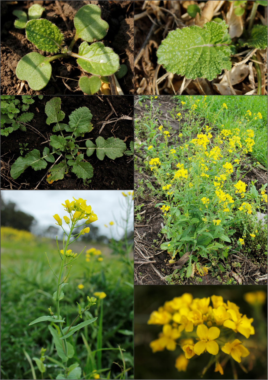 Cruciferas_news