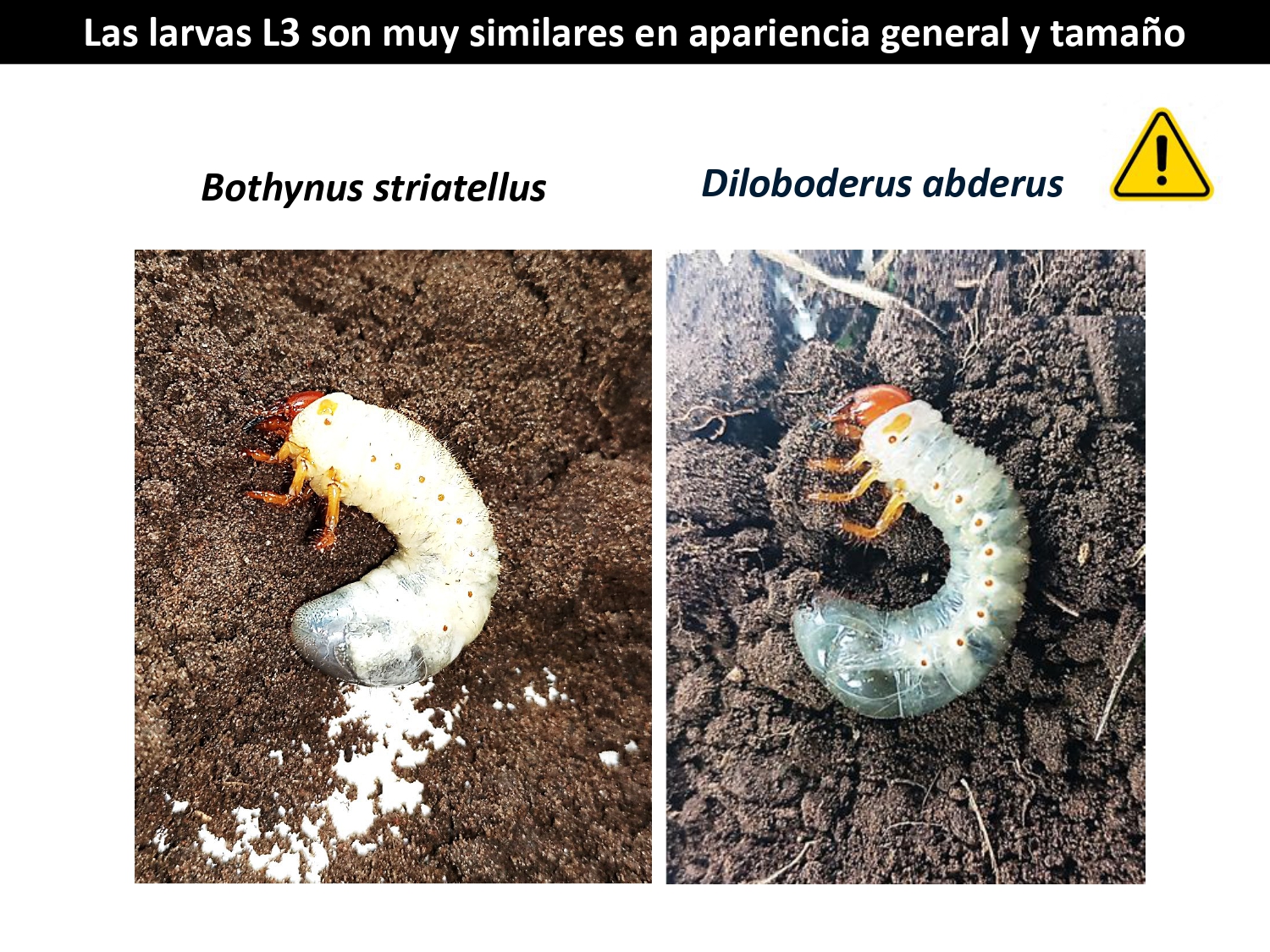 Figura 1 Larvas