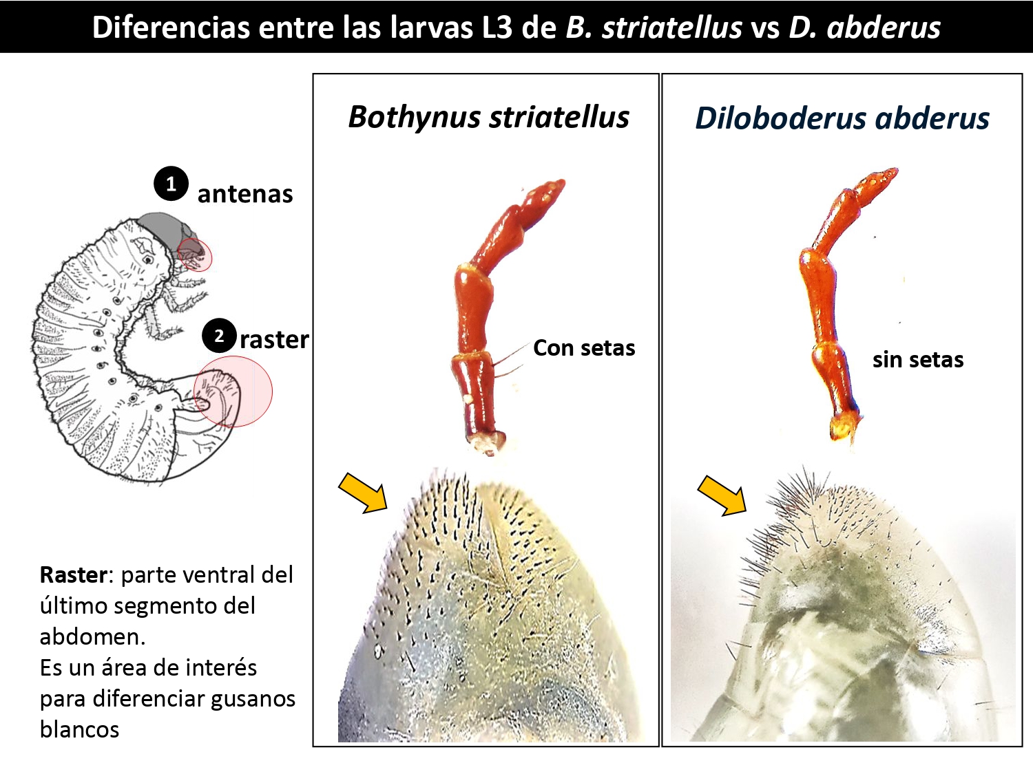 Figura 2 Larvas
