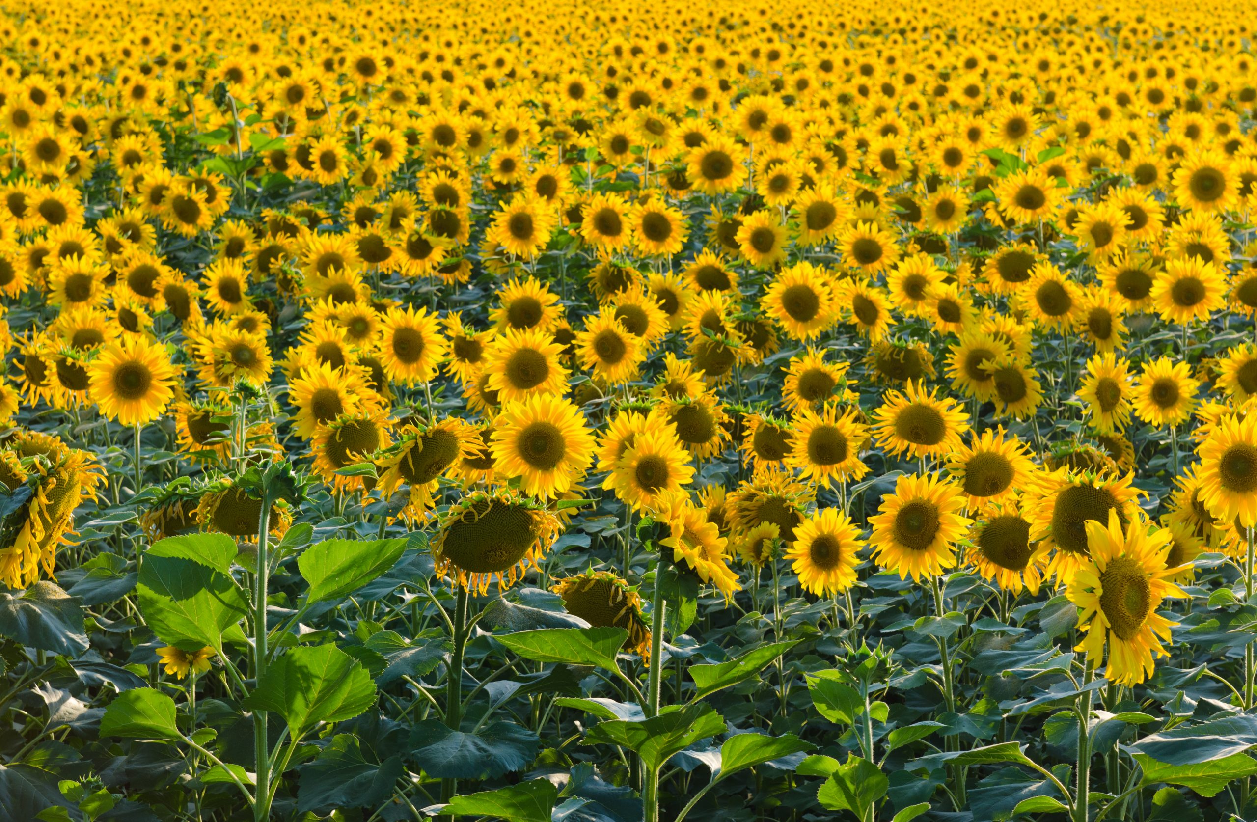 los-aquitectos-girasol-miniatura