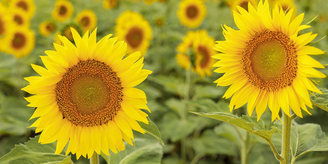 red-girasol-necochea-1