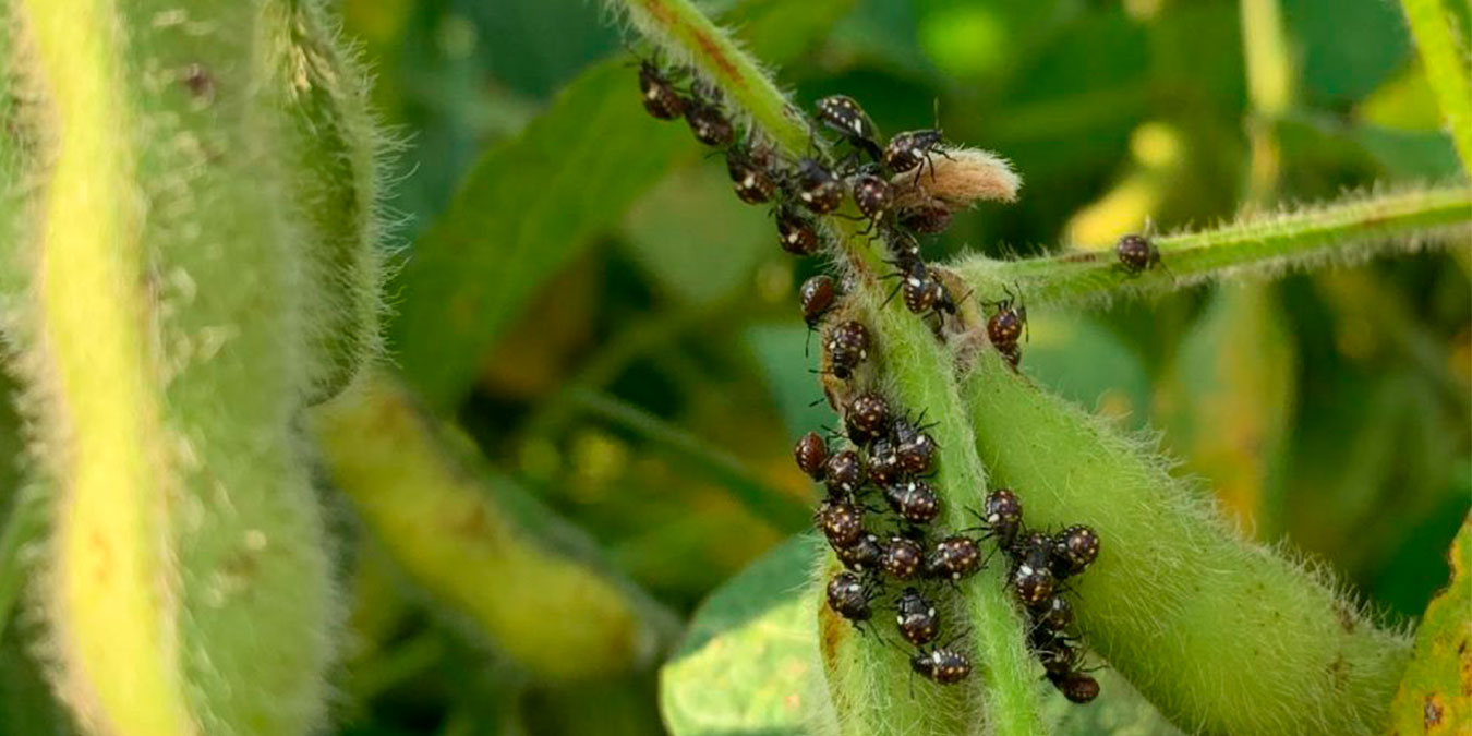 insectos-en-soja