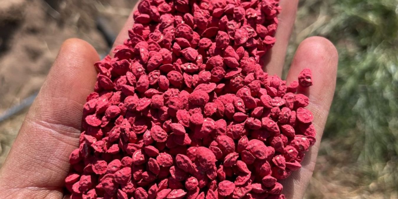 Esparceta-2