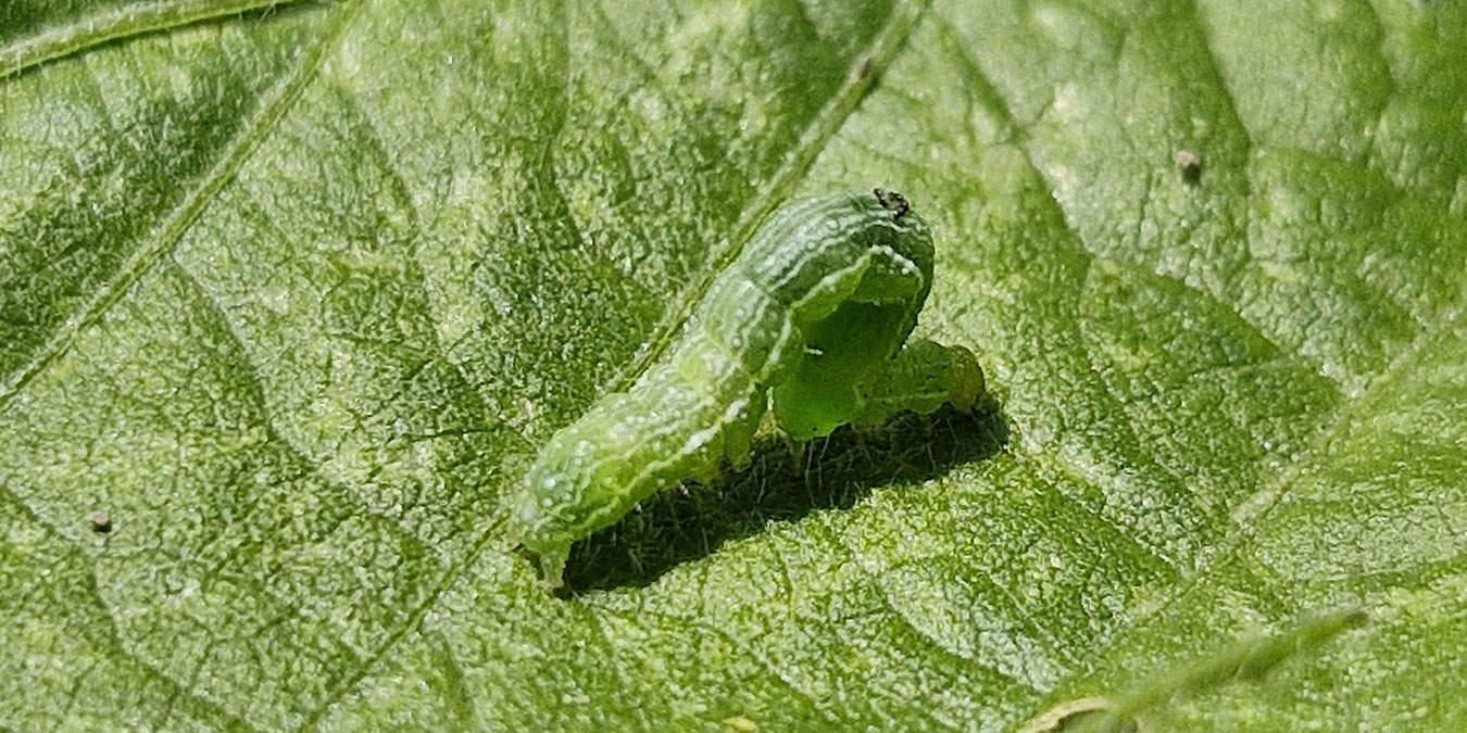 foto_1
