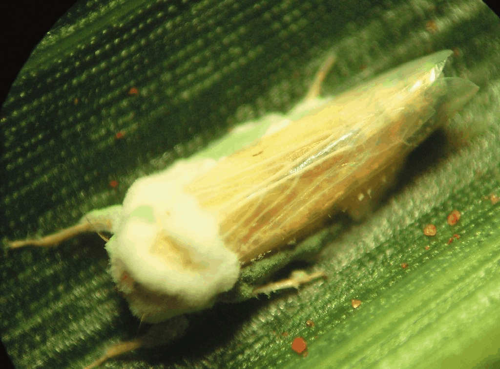 B- bassiana en chicharrita- Fuente, Silva et al-