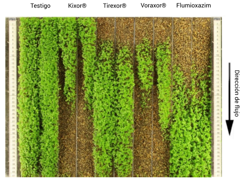 Imagen ensayo Voraxor-BASF