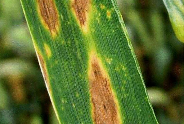 Mancha amrilla- erreguerena