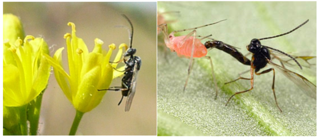 Avispas parasitoides