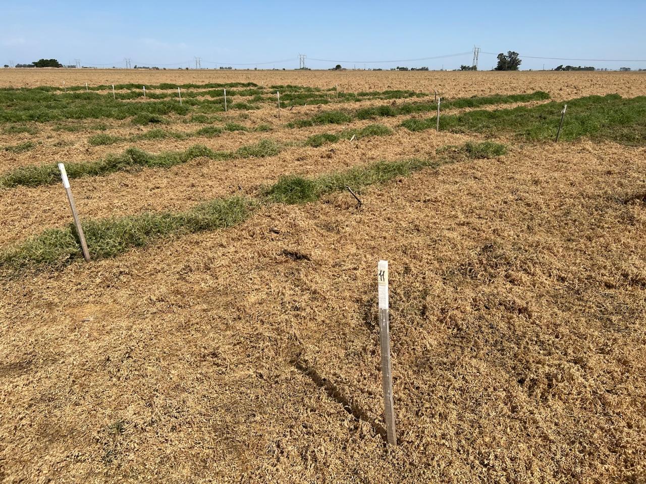 Ensayo de secado de Vicia