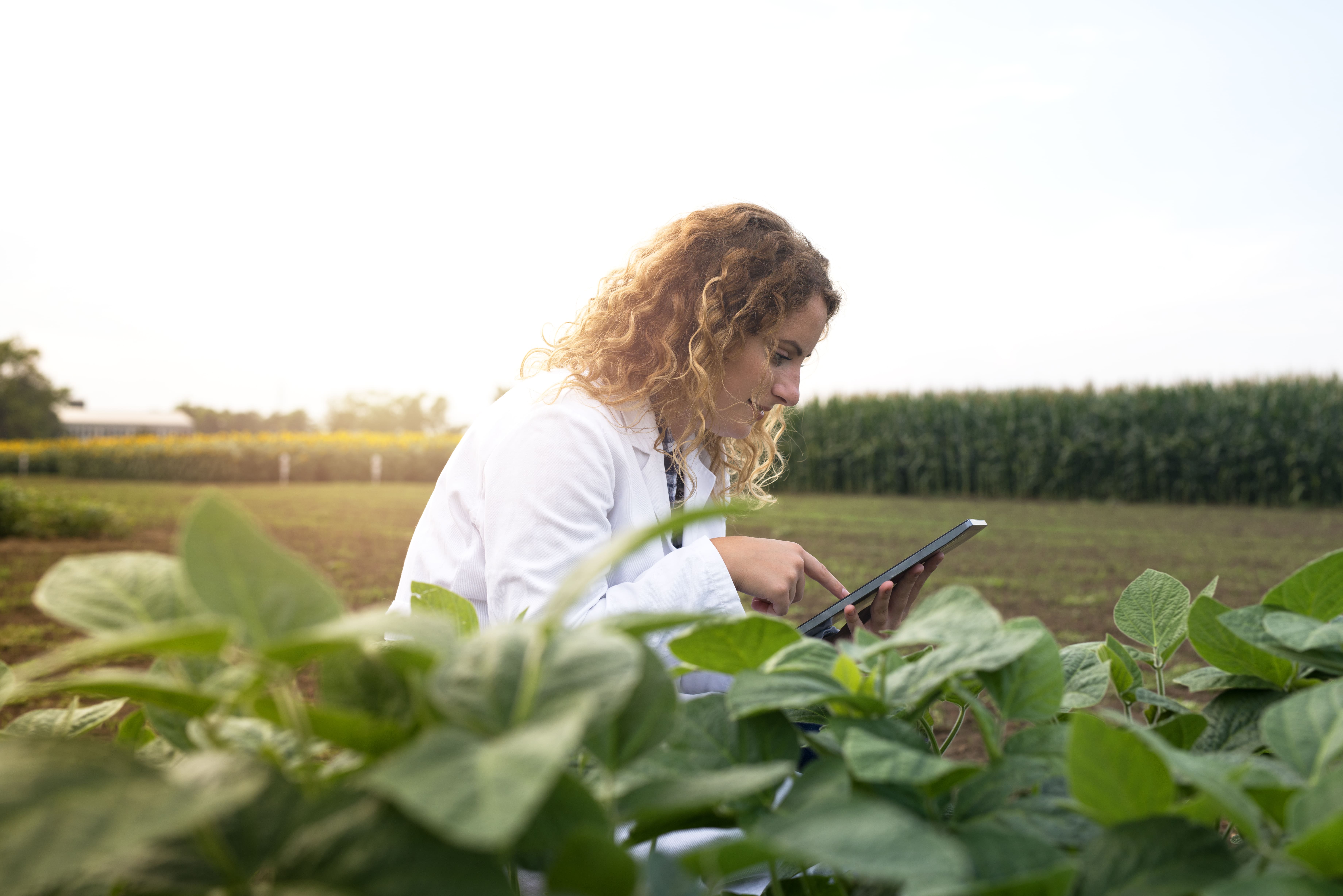 Copia de ingeniero-agronomo-control-cultivos-campo-tablet-pc_(2)