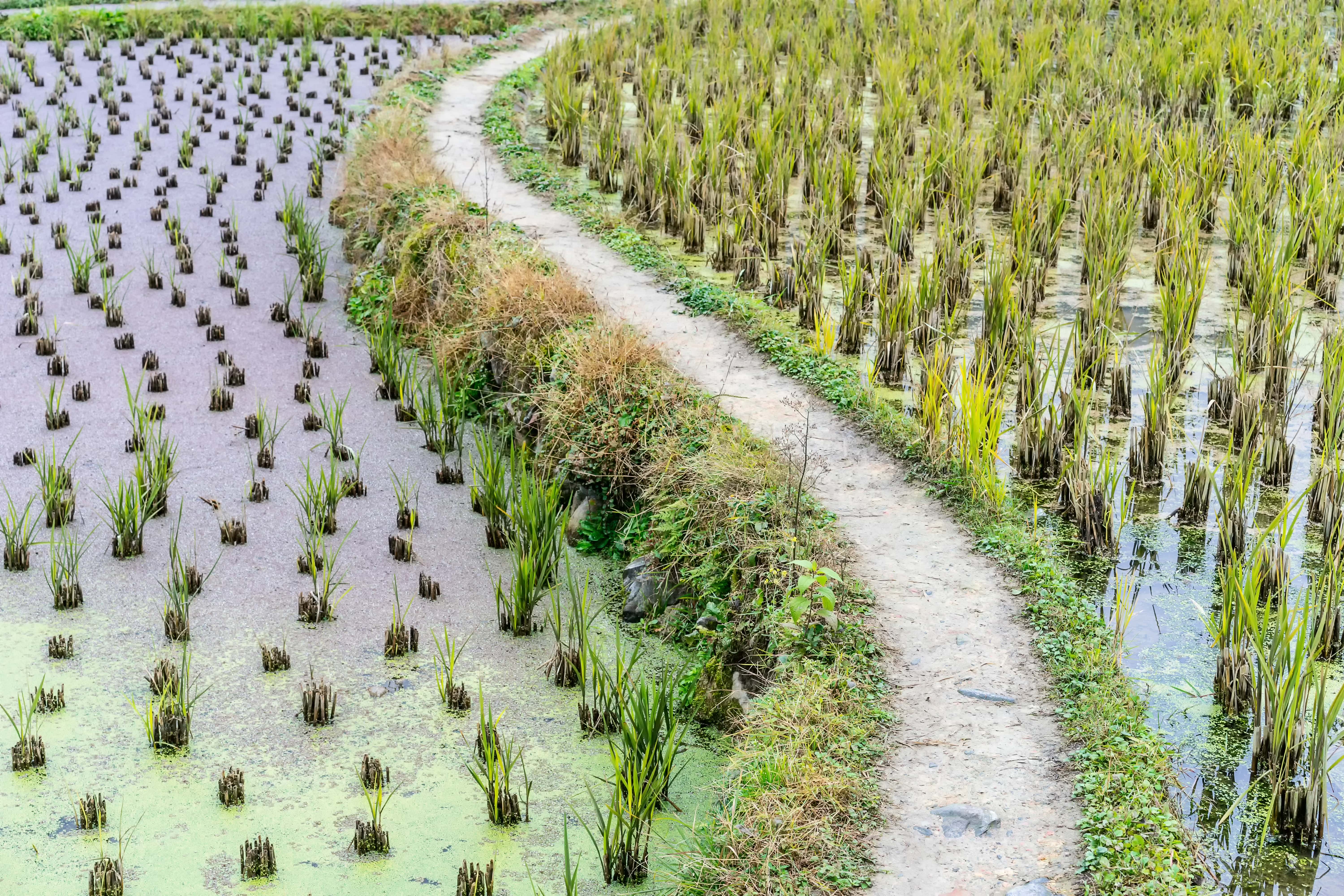 rice-plantation-min