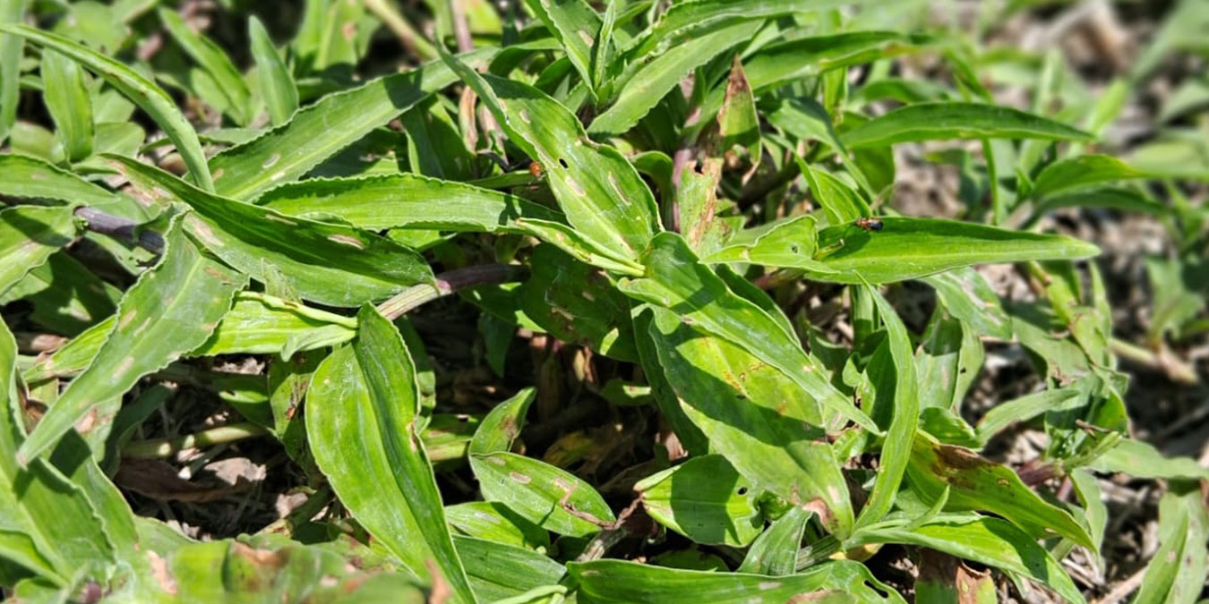 commelina
