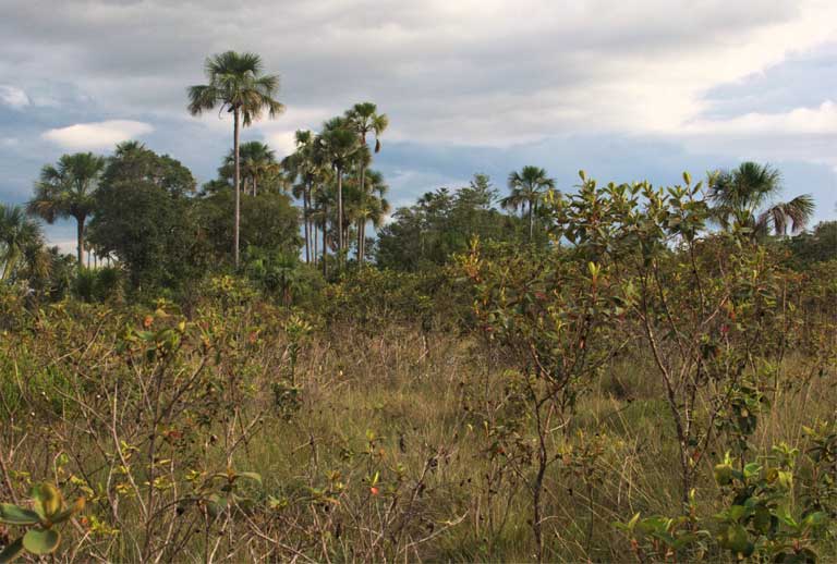 el cerrado brasil