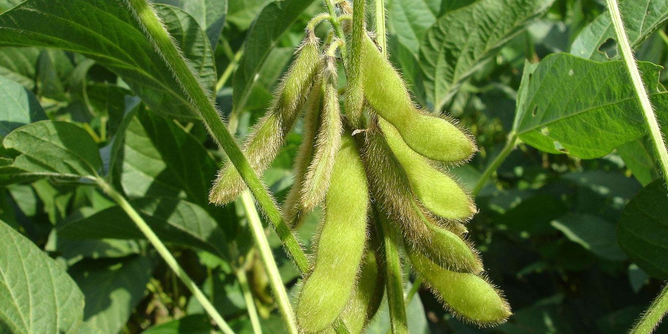 foto_1