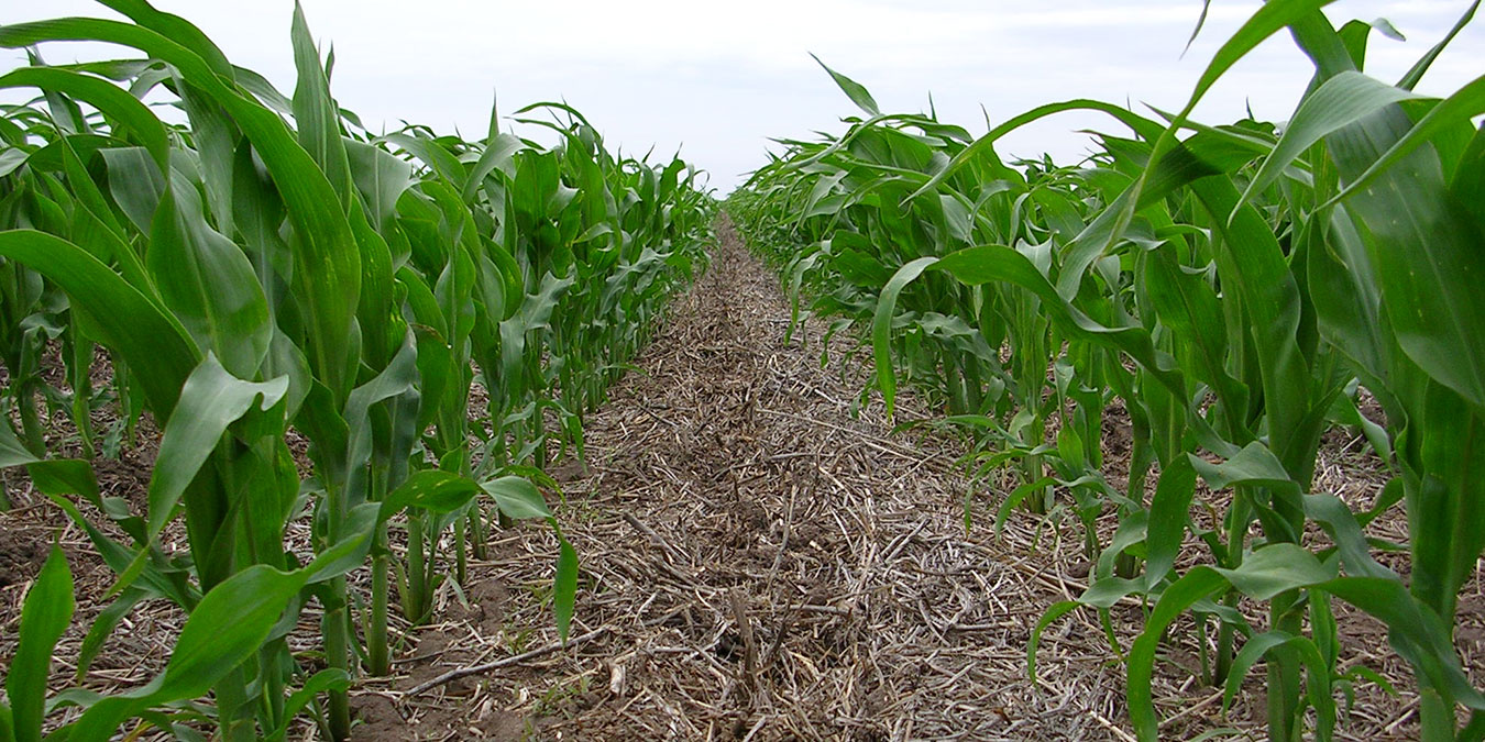 maiz_nea_2